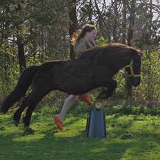 Shetlænder Ravnegårds Tootsie *Udlånt*