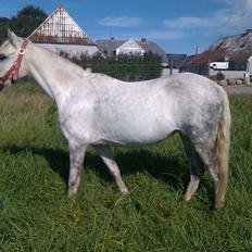 Welsh Mountain (sec A) Gribsvad Niros (Familiens pony)