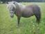 Shetlænder Gigant af Hola - juli 2011