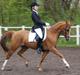 Tysk Sportspony Dimentjiva B-pony