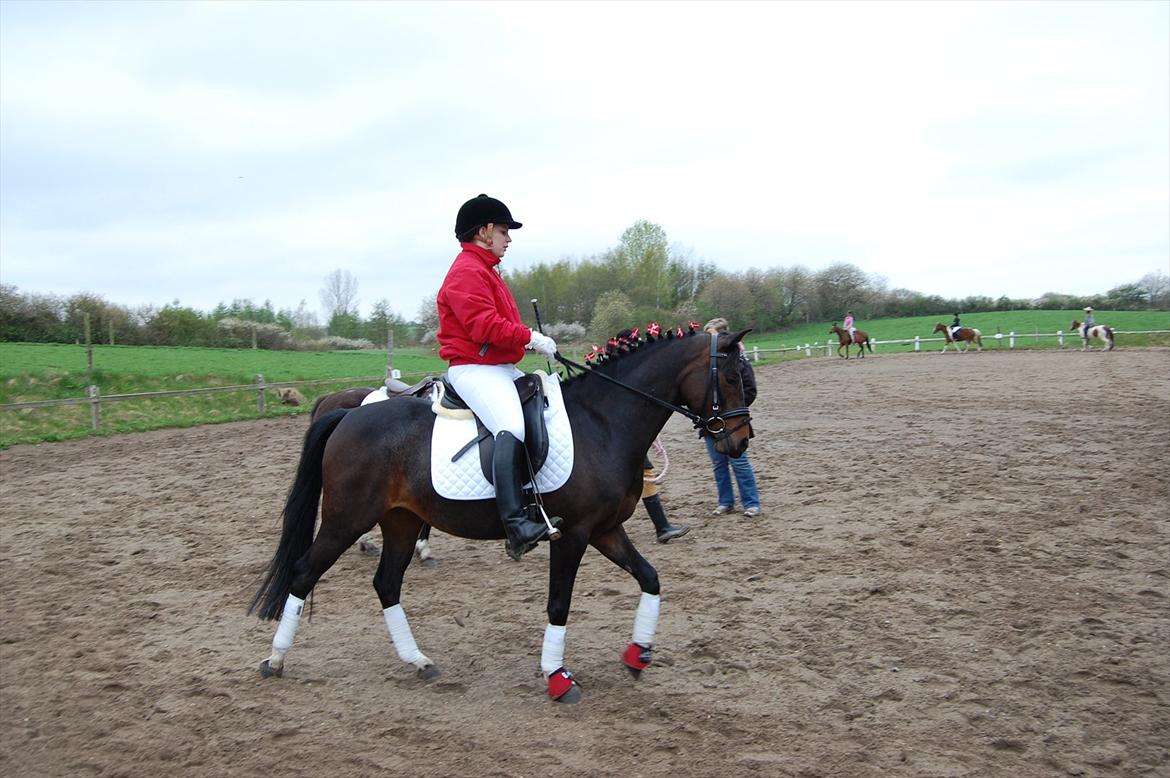 Pinto Storgaards Isabella - Følle til hendes første showstævne billede 11