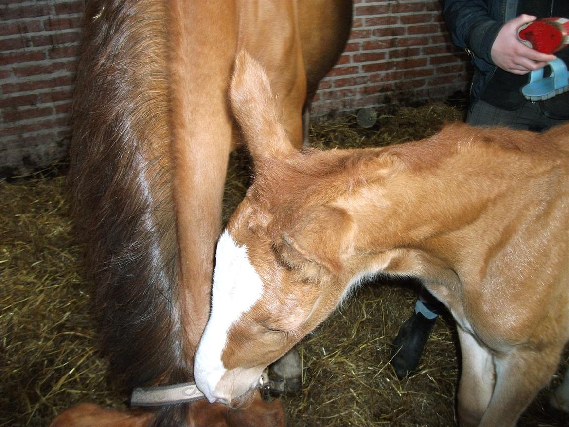Anden særlig race OFELIA " Himmelhest" billede 16