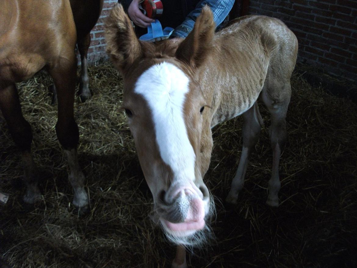 Anden særlig race OFELIA " Himmelhest" billede 17