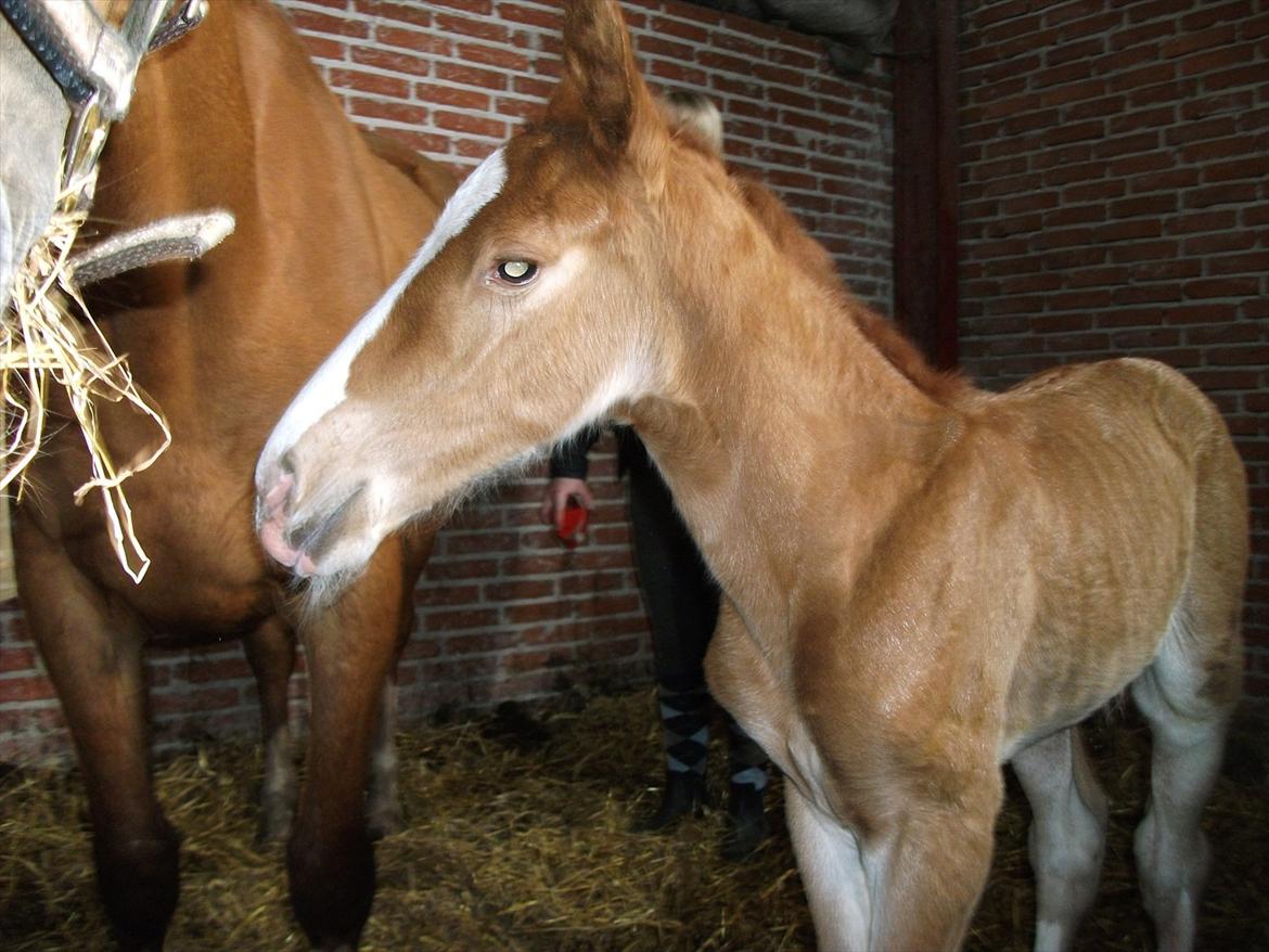 Anden særlig race OFELIA " Himmelhest" billede 18