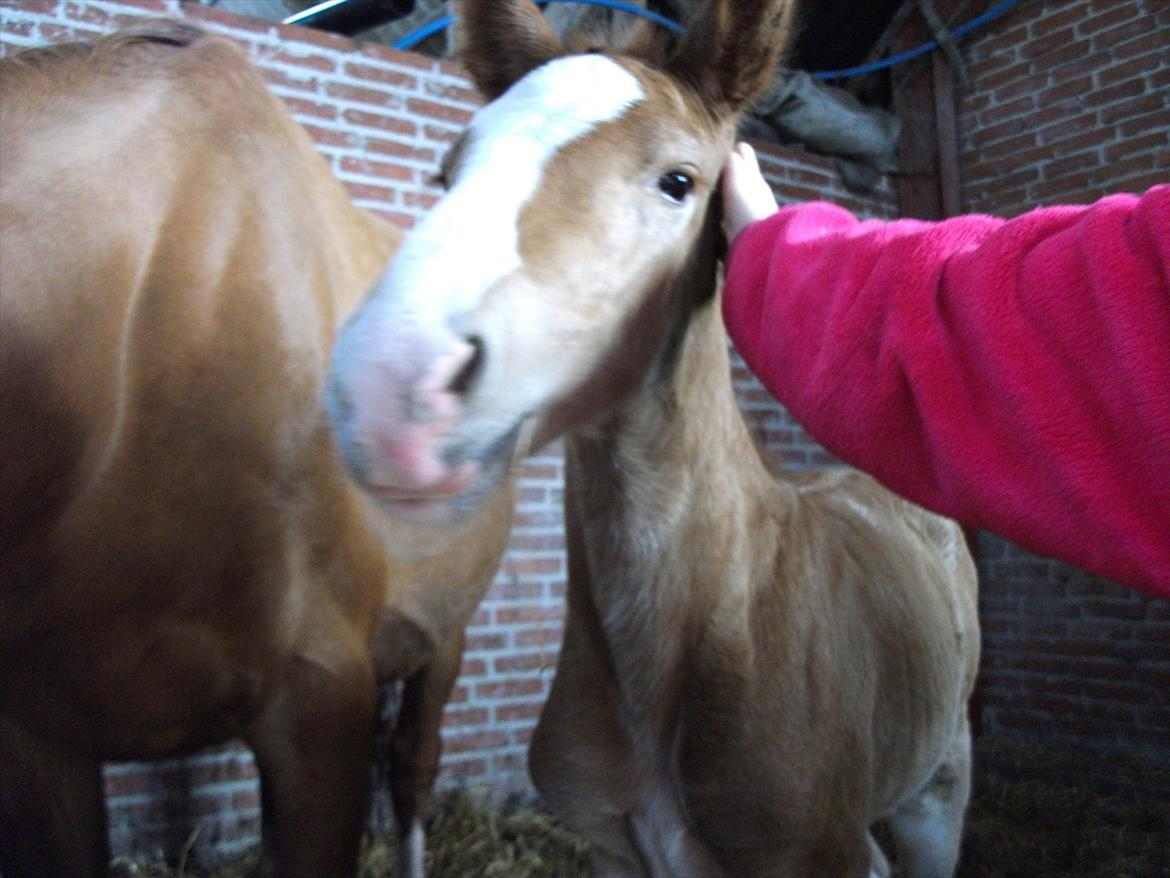 Anden særlig race OFELIA " Himmelhest" billede 19