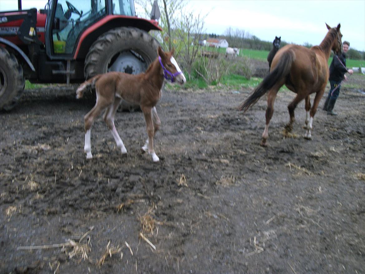 Anden særlig race OFELIA " Himmelhest" billede 20