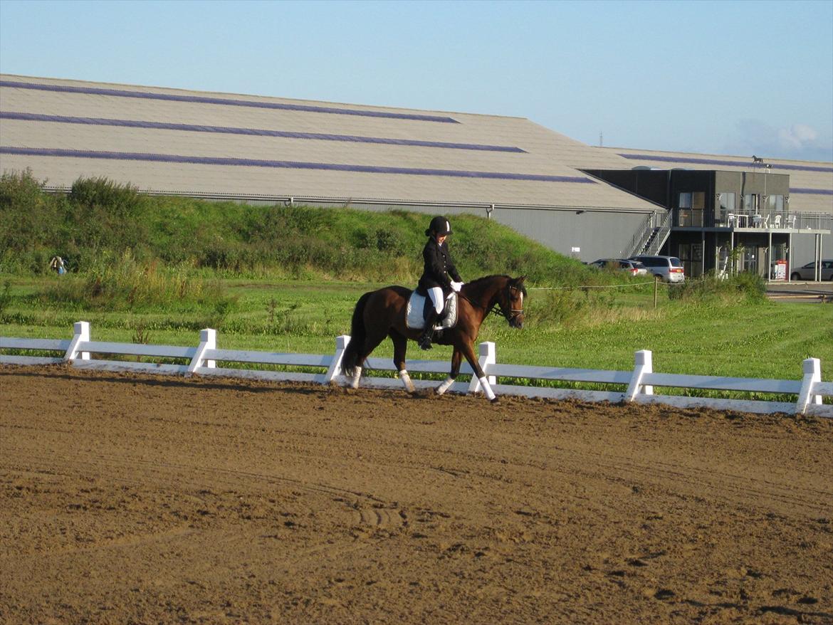 Welsh Pony (sec B) Amigo Ferrari min elskede savnet solgt - mig og amigo i hedensted i lc1 billede 14