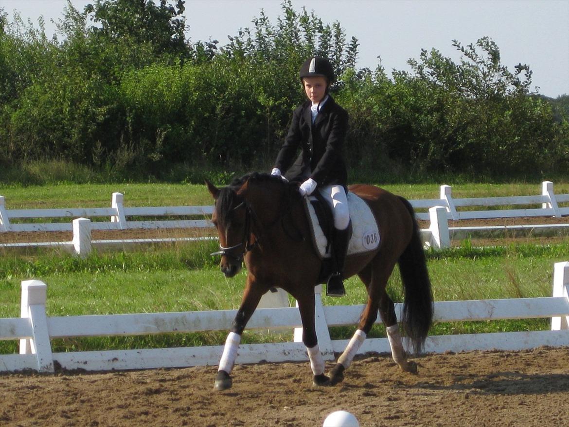 Welsh Pony (sec B) Amigo Ferrari min elskede savnet solgt - lc1 i hedensted billede 2