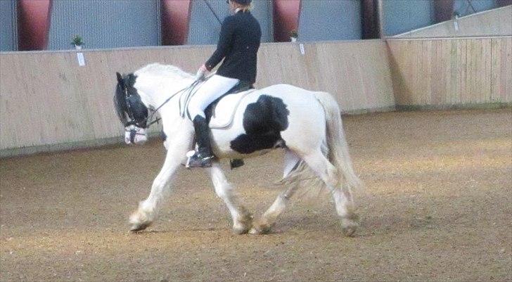 Irish Cob Blue Floridor - Første stævne red ld2 og lc2.. Han var kanon!

Billede: Camilla Skov billede 7