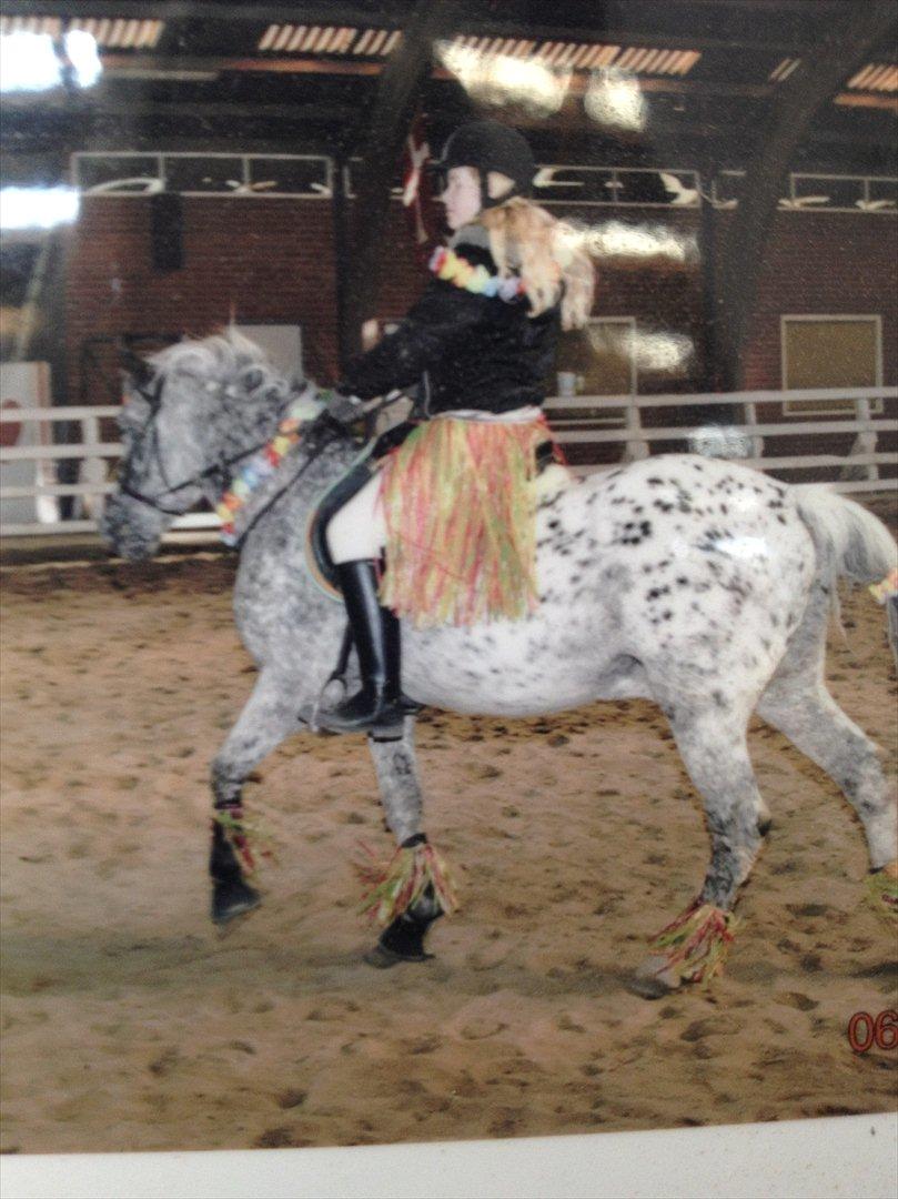 Appaloosa Benno - Fastelavs stævne... 
- Bidløst...<3 billede 18