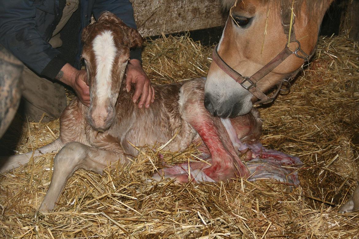 Haflinger Artos af kroggard - Artos lige født. billede 1