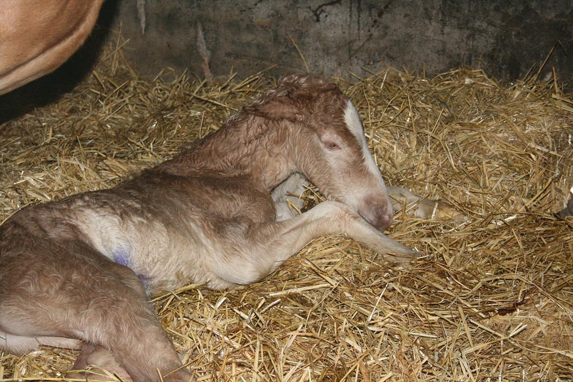 Haflinger Artos af kroggard billede 2