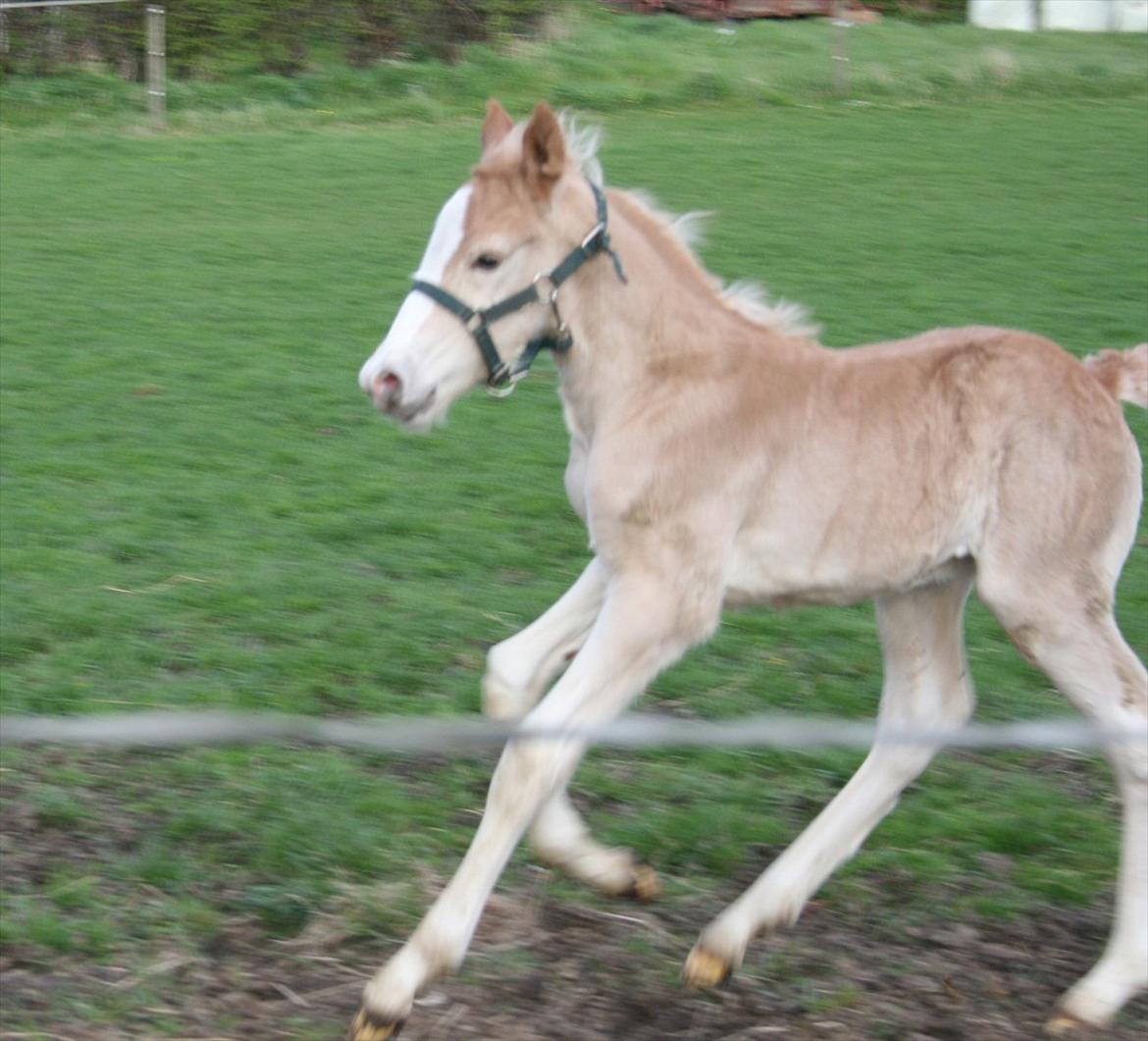 Haflinger Artos af kroggard - Tre dage gammel billede 3