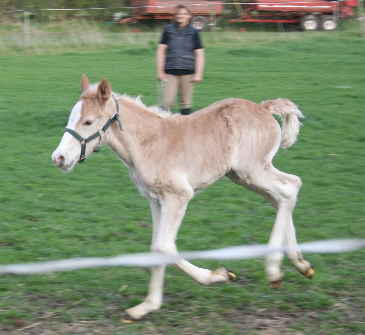 Haflinger Artos af kroggard billede 4
