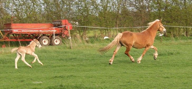 Haflinger Artos af kroggard billede 5