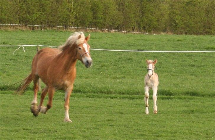 Haflinger Artos af kroggard billede 6