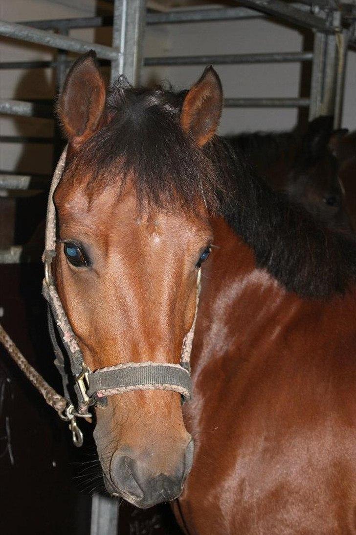 New Forest Filur B-pony - min nye stjerne ;*<3 skat jeg elsker dig ! billede 3