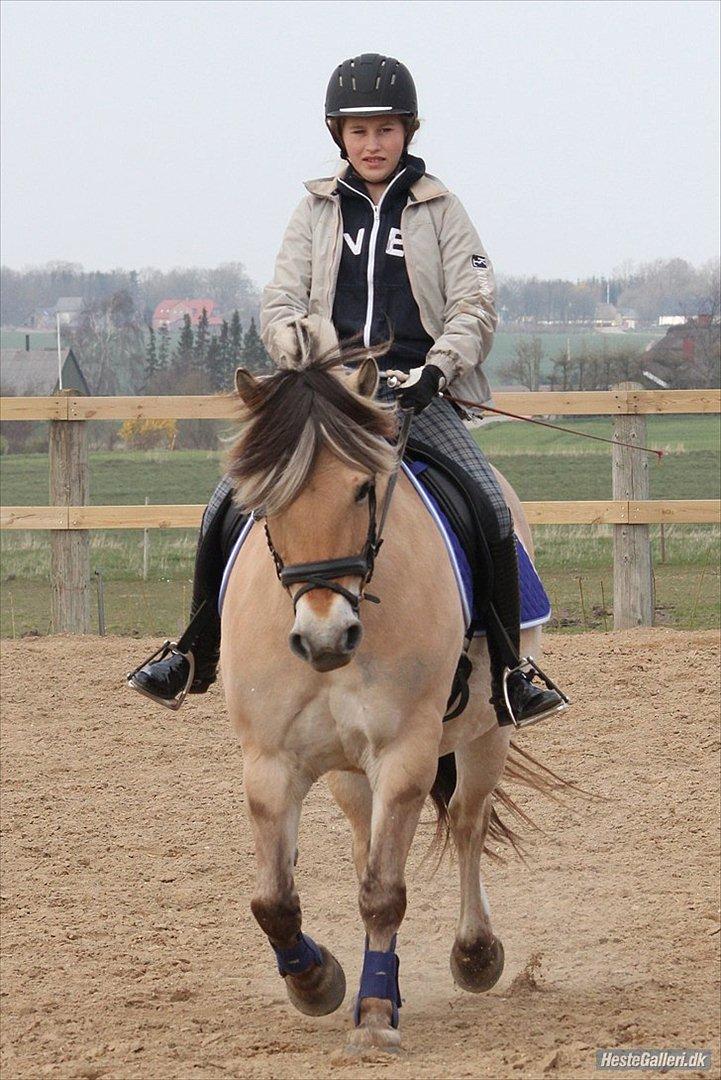 Fjordhest Siri Kaptain (stjernen) (  var min låne Hest)<3 - sådan ser Siri ud nu<3:-)..Nyt billede 13