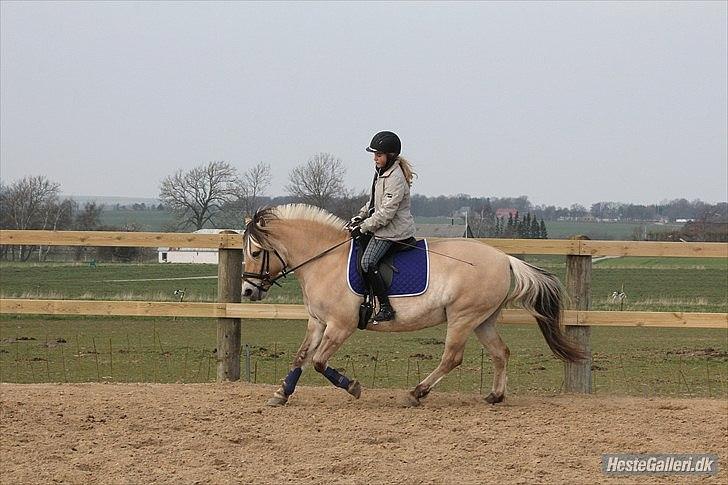 Fjordhest Siri Kaptain (stjernen) (  var min låne Hest)<3 - sådan ser Siris galop ud nu<3.. Nyt billede 16