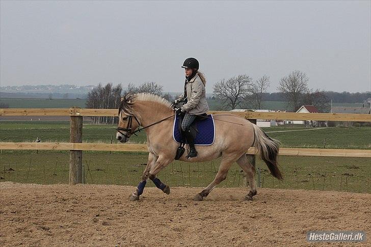 Fjordhest Siri Kaptain (stjernen) (  var min låne Hest)<3 - sådan ser Siris galop ud nu<3.. Nyt billede 17