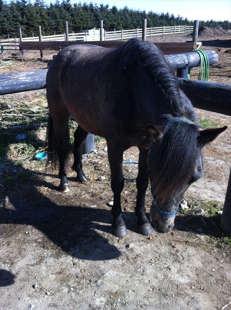 Anden særlig race Lagarto bjædsø  billede 1
