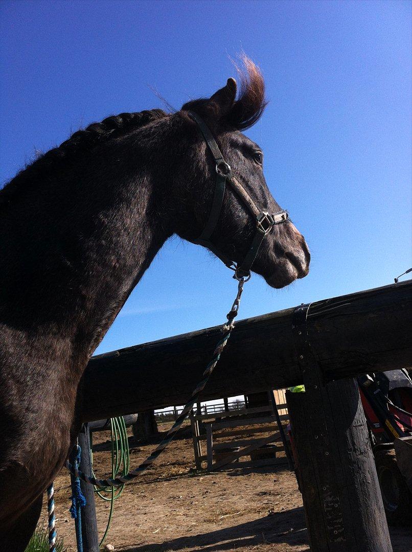 Anden særlig race Lagarto bjædsø  billede 2