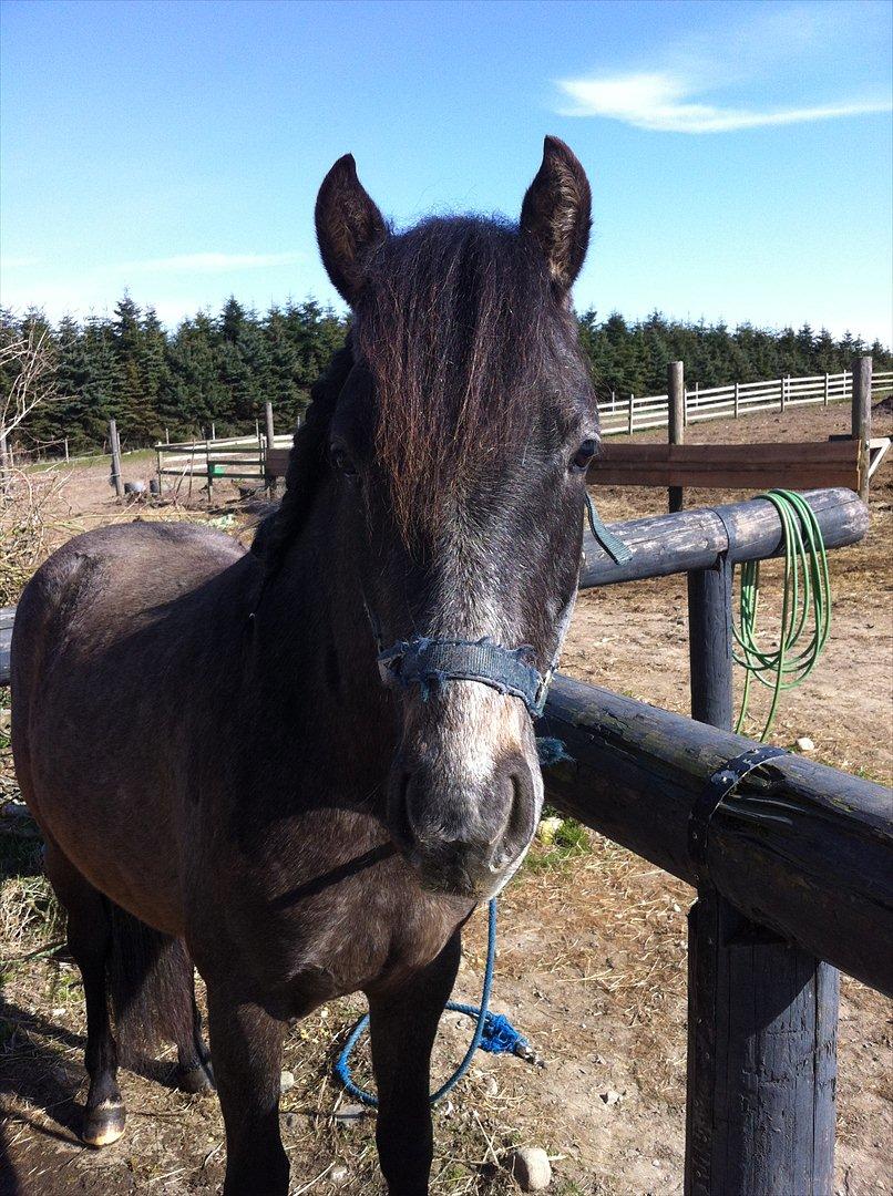 Anden særlig race Lagarto bjædsø  billede 3