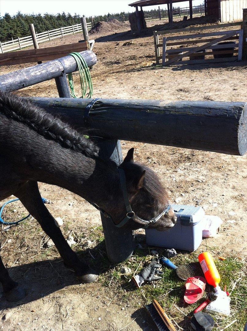 Anden særlig race Lagarto bjædsø  billede 4