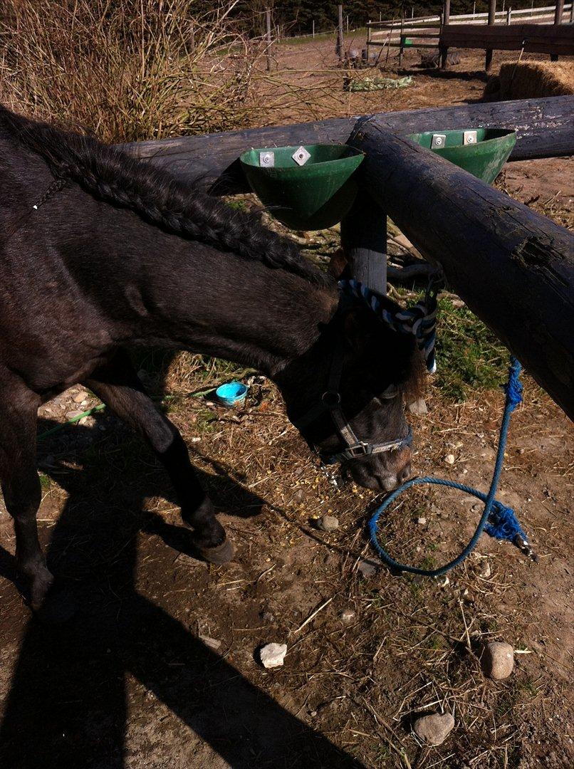Anden særlig race Lagarto bjædsø  billede 5