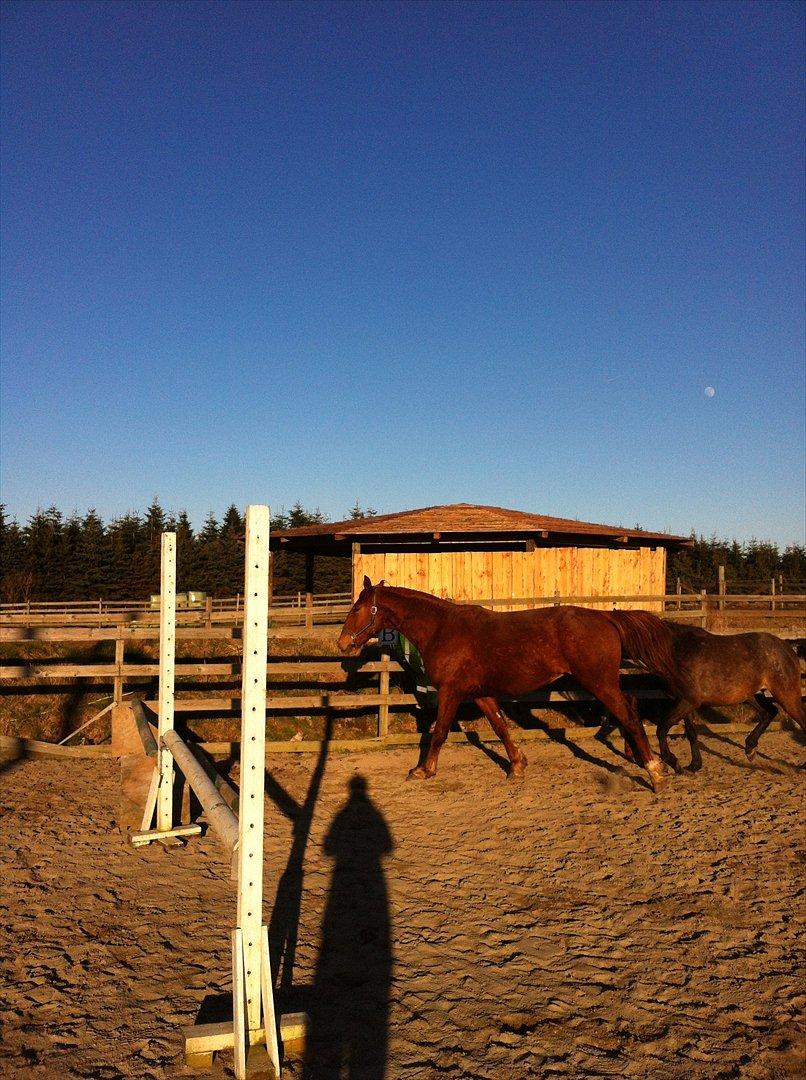 Anden særlig race Lagarto bjædsø  billede 6