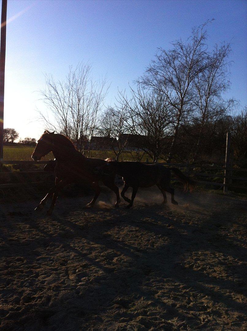 Anden særlig race Lagarto bjædsø  billede 7
