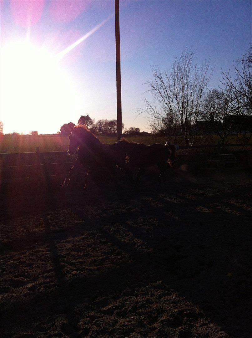 Anden særlig race Lagarto bjædsø  billede 8