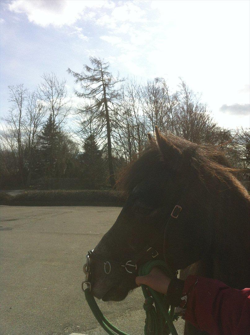 Anden særlig race Lagarto bjædsø  billede 9