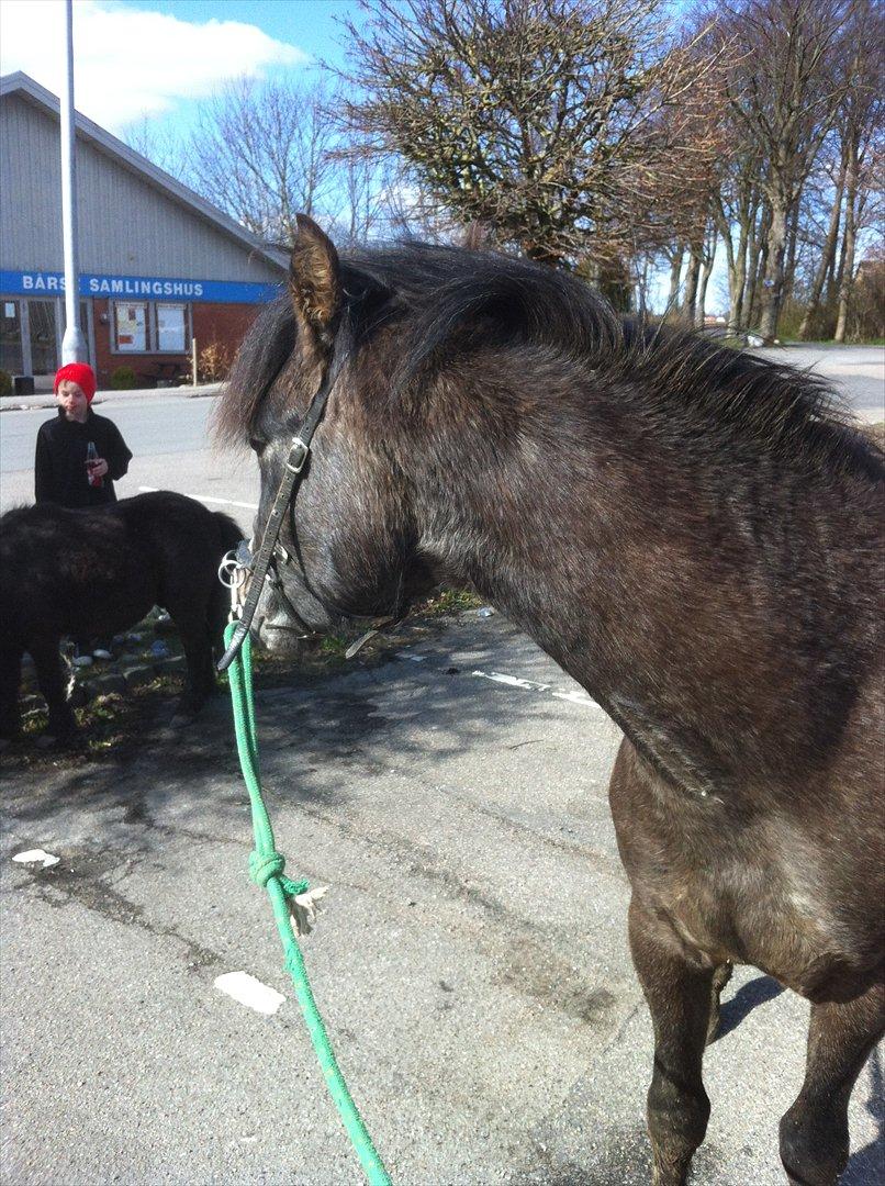 Anden særlig race Lagarto bjædsø  billede 10