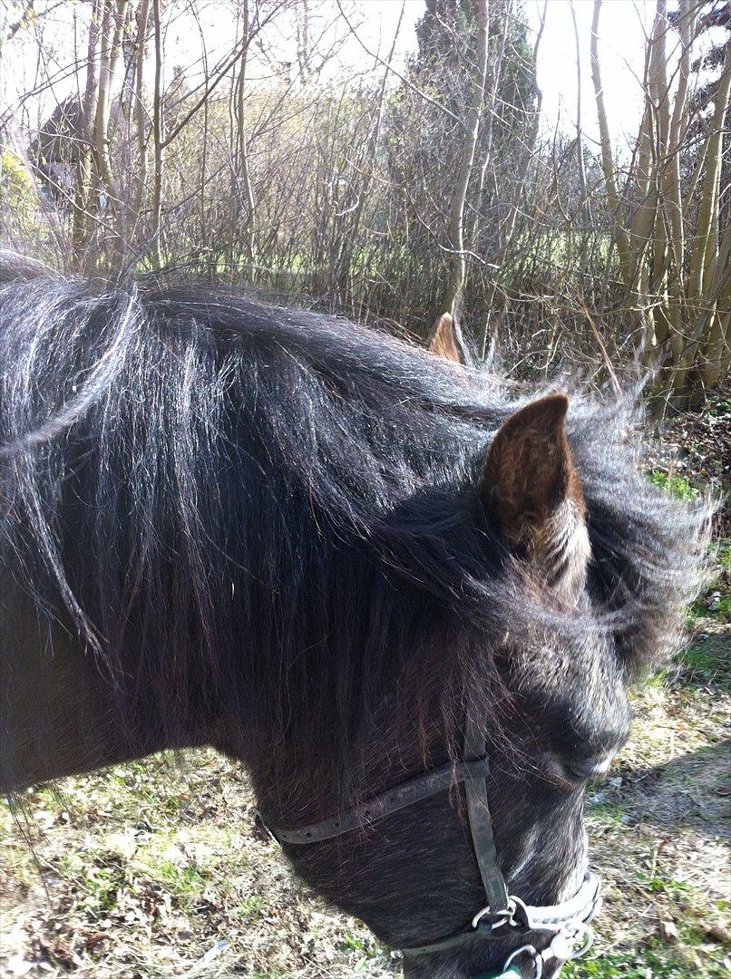 Anden særlig race Lagarto bjædsø  billede 11