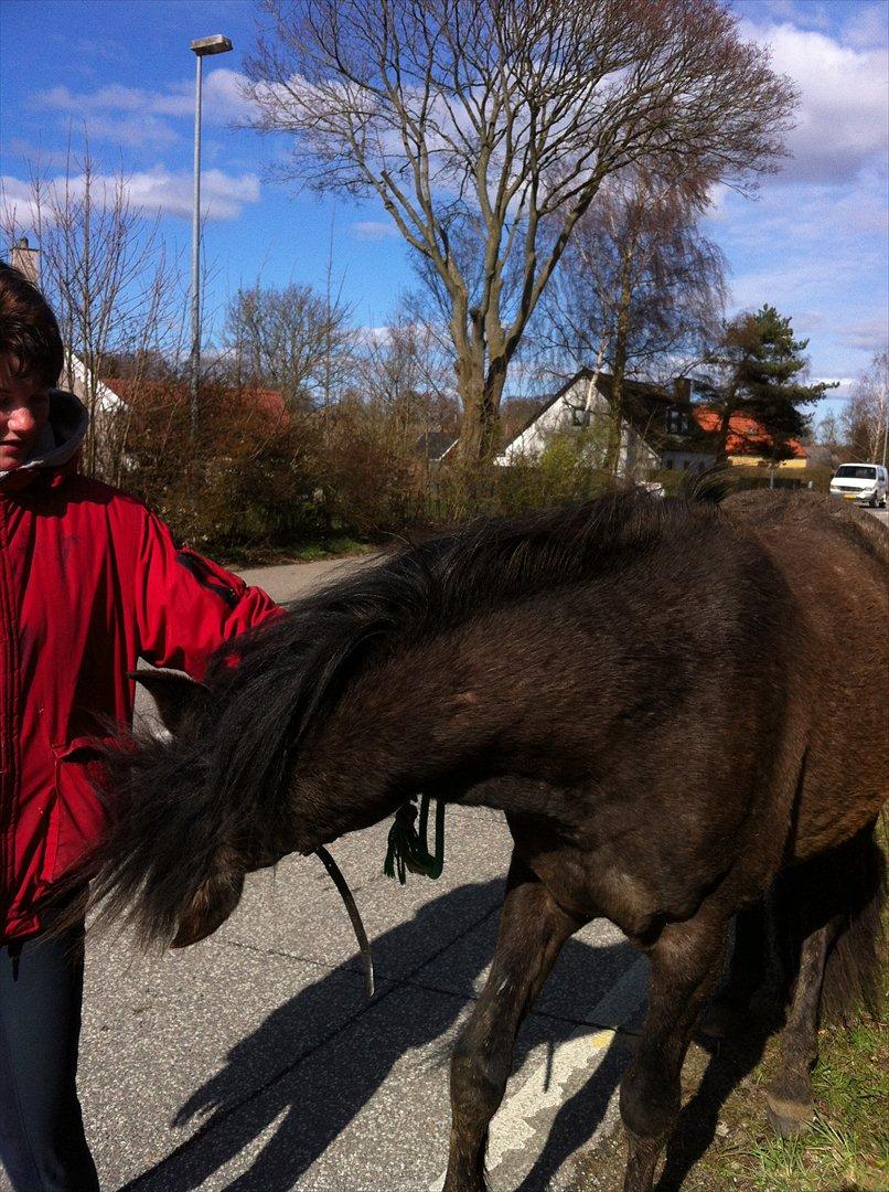 Anden særlig race Lagarto bjædsø  billede 12