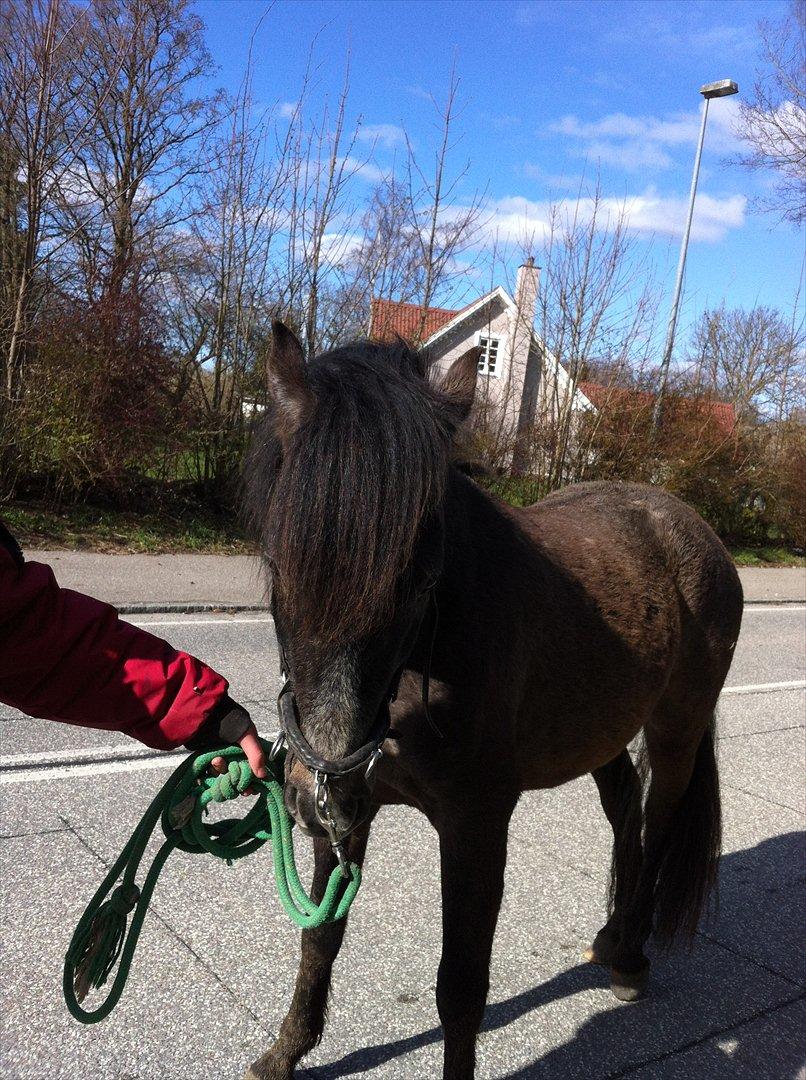 Anden særlig race Lagarto bjædsø  billede 14