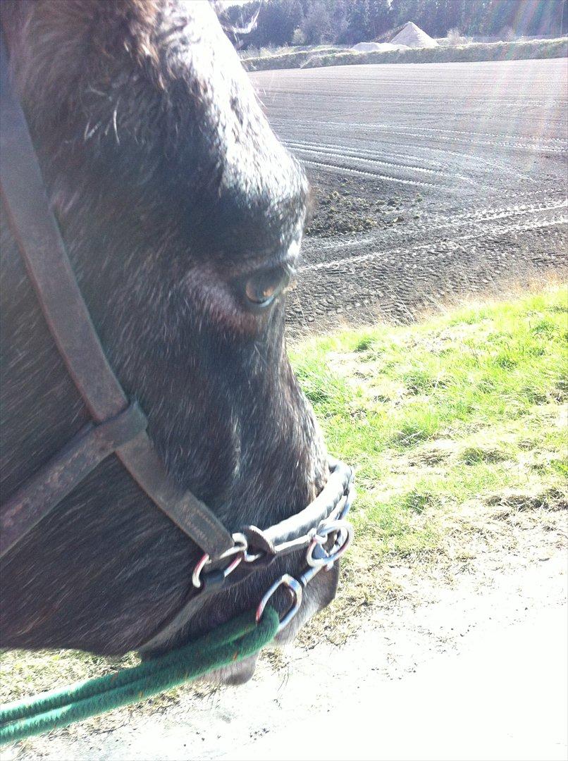 Anden særlig race Lagarto bjædsø  billede 15