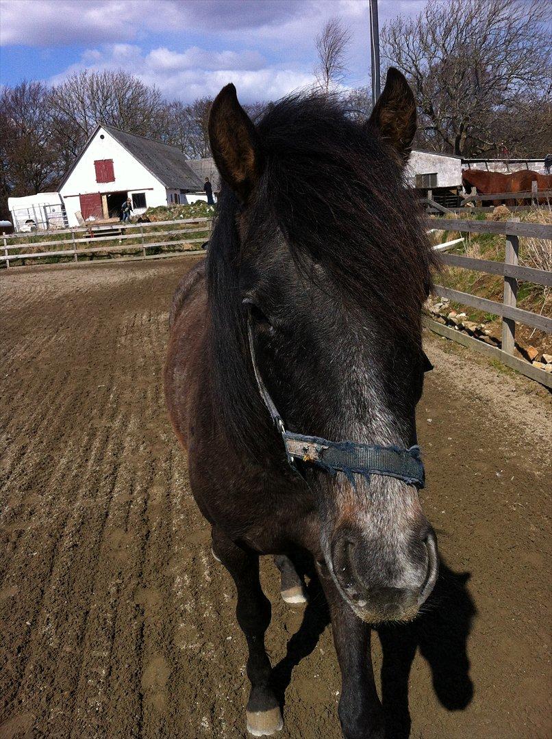 Anden særlig race Lagarto bjædsø  billede 16