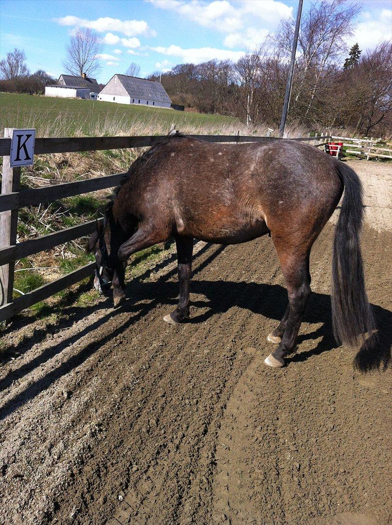 Anden særlig race Lagarto bjædsø  billede 17