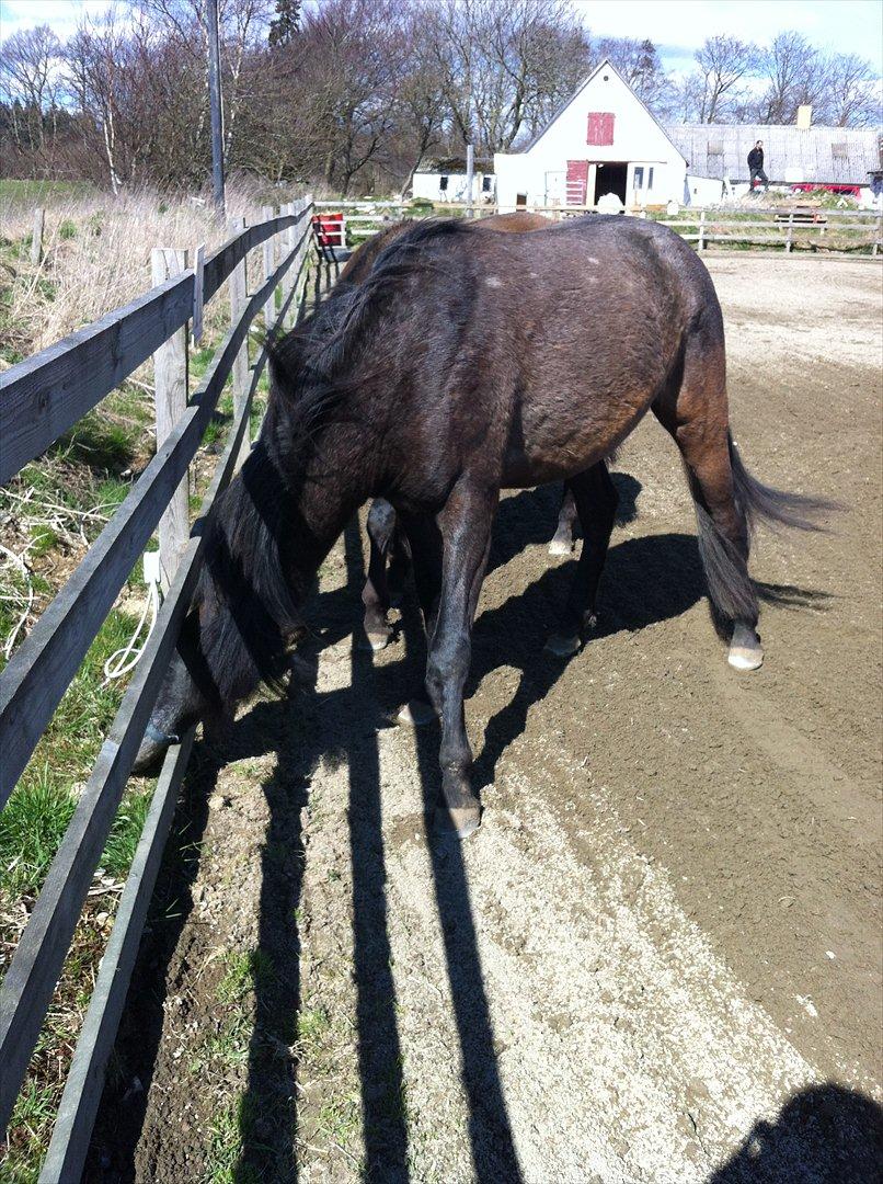 Anden særlig race Lagarto bjædsø  billede 18