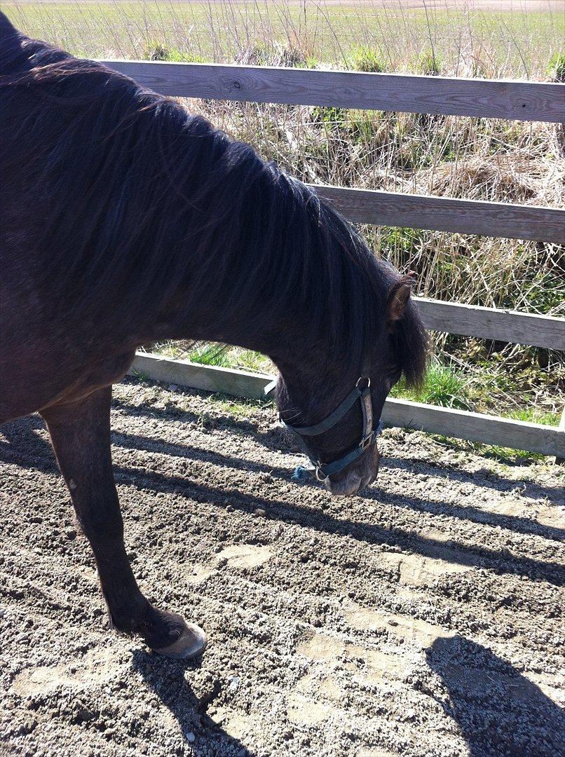 Anden særlig race Lagarto bjædsø  billede 19