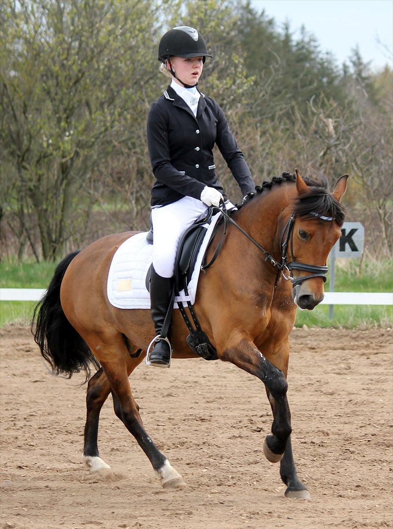 New Forest Max - En fantastisk pony til stævne i Nørk i enten LA1 el. 2 :-)

Foto: Tinne Uldahl - Mange tak! :-) billede 11