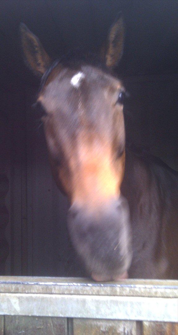 Fuldblod (XX) Adept  SOLGT - Smukke, er en glad hest ;) billede 18