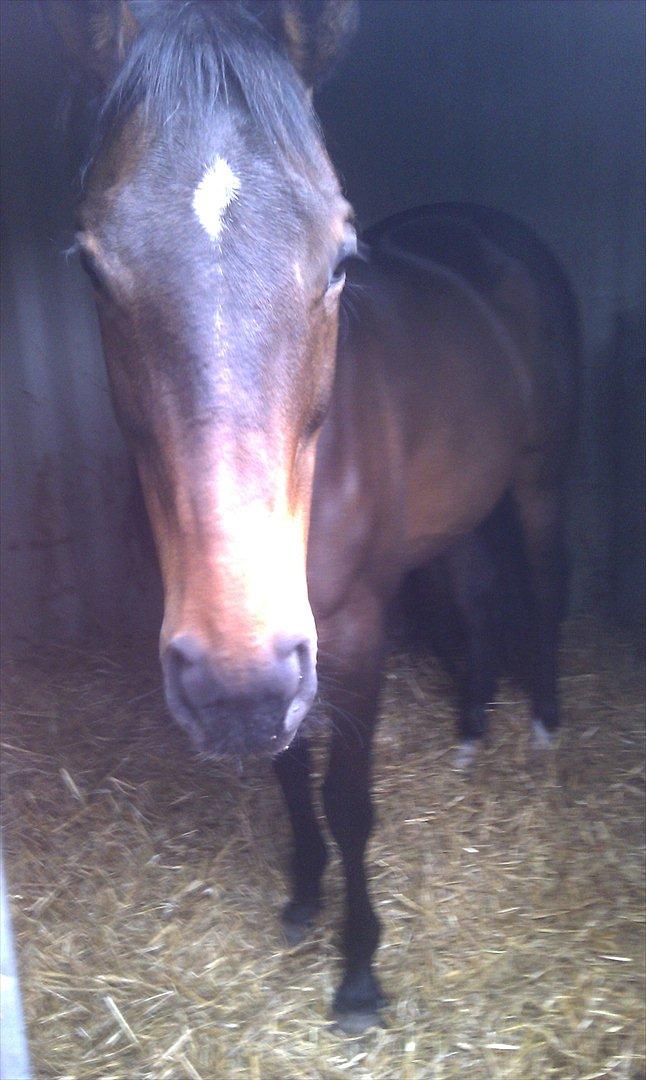 Fuldblod (XX) Adept  SOLGT - Nusen hygger i boksen :) billede 19