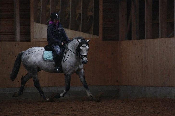 Lusitano Bizarro Da Cerca *bisse* - Bisse kursus. Taget af Kaya billede 18