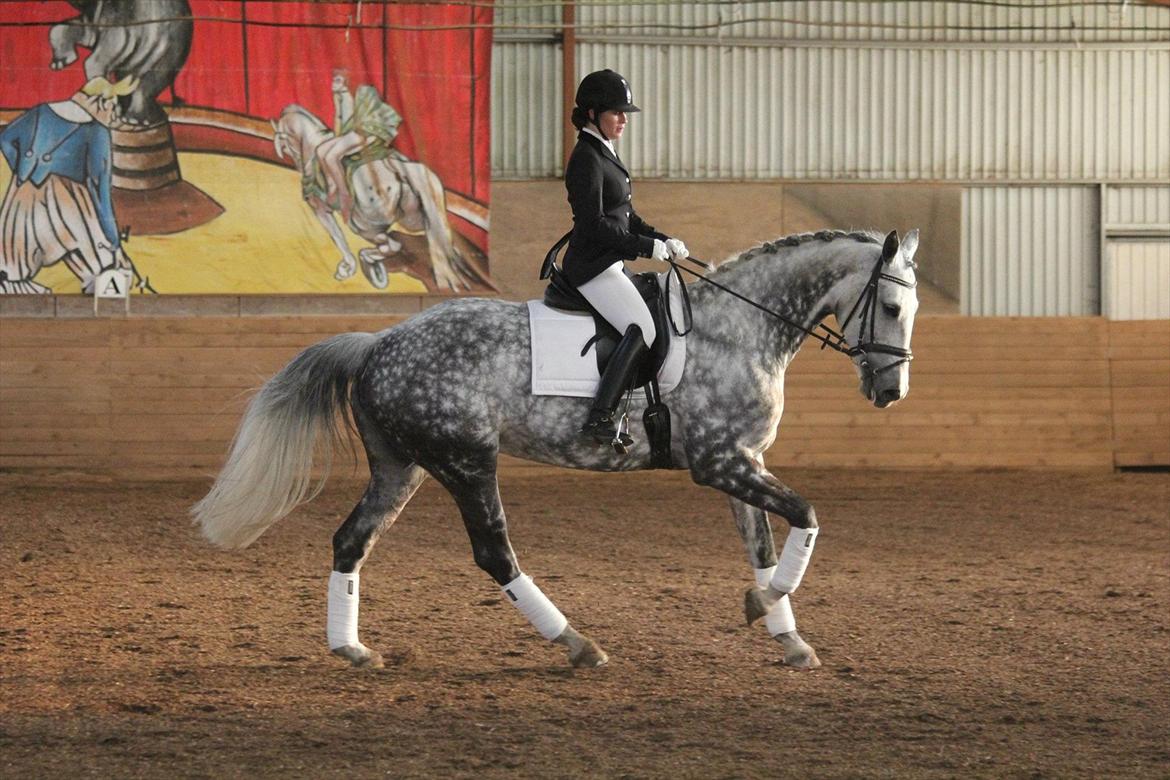 Dansk Varmblod Nicolina Lille Lunden - Nico som dressur ko med Maria som rytter :-) Billedet er taget af Sara Lethan Jørgensen - tak!  billede 13