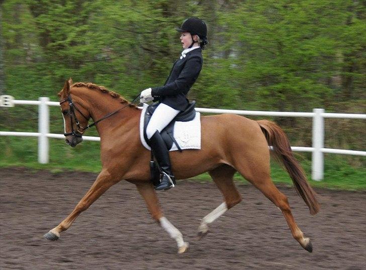 Tysk Sportspony Dimentjiva B-pony billede 17