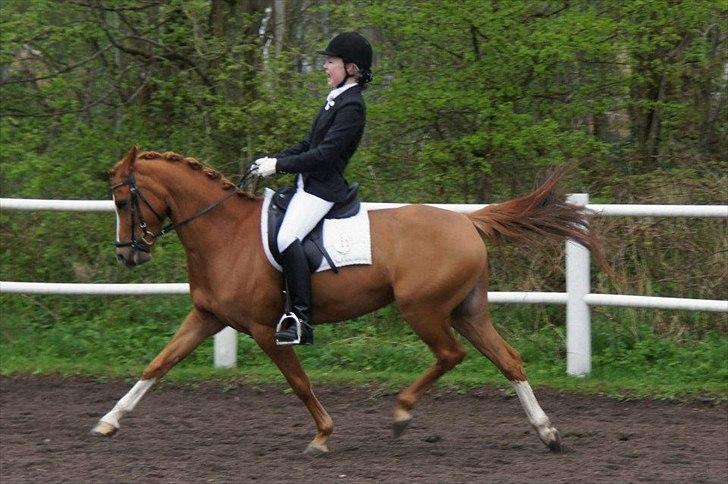 Tysk Sportspony Dimentjiva B-pony billede 20