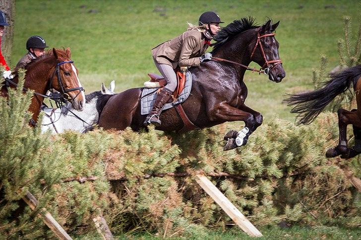 Dansk Varmblod Mr. Rubino - Hundejagt i Tyskland 2012. www.foto-ix.de billede 10